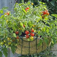 1884 tomato tomato plants : Lizzano Tomato Plants For Sale Free Shipping
