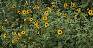 Image result for Helianthus debilis