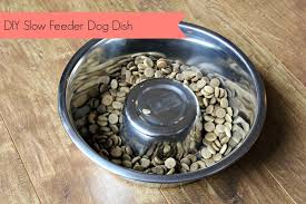 Many cats get excited at feeding time and can end up overeating or eating too fast. Pin On Dog Chow