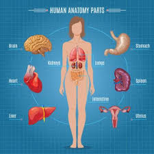 Zygote body is a free online 3d anatomy atlas. Female Internal Free Vector Eps Cdr Ai Svg Vector Illustration Graphic Art