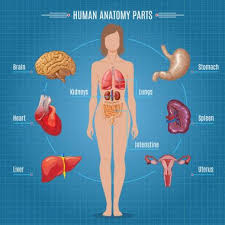 We're going to take apart a plastic anatomy model and see what we can find in the abdomen. Female Internal Free Vector Eps Cdr Ai Svg Vector Illustration Graphic Art