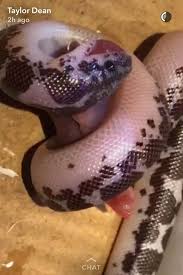 Taylor Nicole Dean Taylorndean Twitter Taylor Nicole Dean Cute Reptiles Unusual Animals