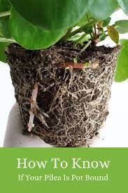 How To Tell If Your Pilea Is Pot Bound Plant Care Plants Pilea Peperomioides