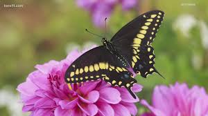 Table tennis equipment brand butterfly by tamasu co., ltd. Grow With Kare Butterfly Host Plants Kare11 Com