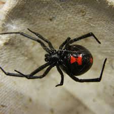 The false widow spider is often mistaken for its much more dangerous distant cousin, the black widow. Poisonous Spiders In North Carolina Owlcation