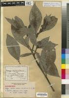 Image result for Psychotria peduncularis