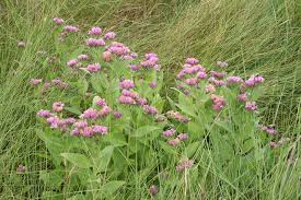 Image result for Pluchea