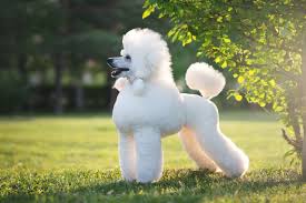 Minis can go for a massive $6000 if at breed standard or as little. Poodle Dog Breed Complete Guide Az Animals