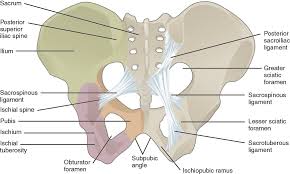 The knee joint, you need a perfectly labeled diagram of the knee. Anatomy Of The Abdominal Wall And Pelvic Floor Medical Library