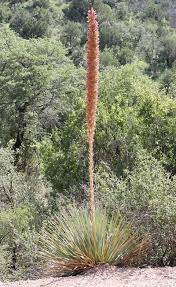 Image result for Sphaeranthus chandleri