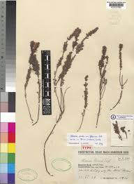 Image result for Erica silvatica