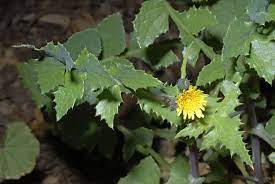 Sonchus Oleraceus Plants