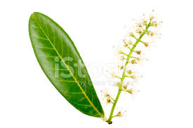 Bay (laurel) leaves are frequently packaged as tezpattā (तेज़पत्ता, the hindi term for indian bay leaf) creating confusion between the two herbs. Ingles O Flores Y Hojas De Laurel Cerezo Fotografias De Stock Freeimages Com