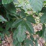 Image result for Lannea welwitschii