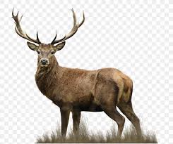 An animal of great importance to the tribes of north america, was and still is, the elk. Red Deer Elks Lodge Drawing Png 1953x1638px Deer Animal Antler Avps Lr Hunters Deer Hunting Download