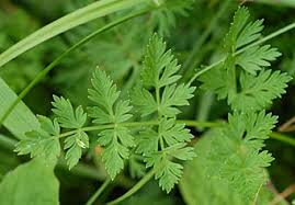 シラネニンジン Tilingia Ajanensis セリ科 Apiaceae Unbelliferae シラネニンジン属 三河の植物観察