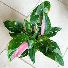 Philodendron Erubescens Tricolor Plants Greenhouse Plants Pretty Plants