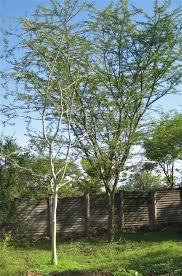 Image result for Acacia kirkii