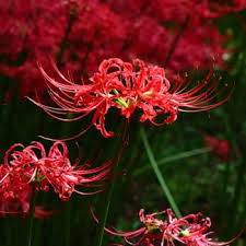 Flowers That Symbolize Death A To Z Flowers