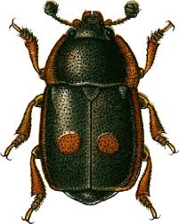 Image result for Pavetta nitidula