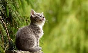 Here is a collection of most popular japanese and korean cat names, along with their meanings. Top 106 Japanese Cat Names With Meanings By Kidadl