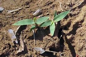 Image result for Moorochloa eruciformis