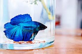 Makanan yang terbaik untuk ikan cupang adalah makanan alami, yakni kutu air, cacing sutera, jentik. 5 Cara Tepat Merawat Ikan Cupang Kesayanganmu Kaskus