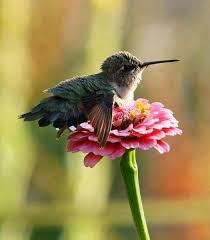 Birds That Don T Fly Away Hummingbird Don T Fly Away Leon Russell Lyrics It S A Beautiful World Baby Hummingbirds Animals Beautiful Birds