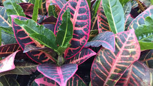 Image result for Croton kilwae