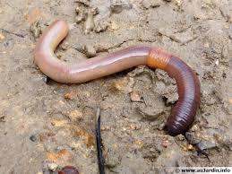 The formation of vegetable mould through the action of worms, with observations on their habits, abréviation parfois utilisée : Accueillir Les Vers De Terre Dans Son Jardin