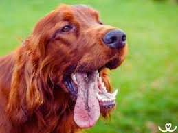 Image result for irský setr