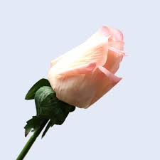 We would like to show you a description here but the site won't allow us. 12pcs Lot Fresh Roses Artificial Flowers Real Touch Rose Flowers Home Decorations For Wedding Party Birthday Gifts Wholesale Hot Offer 3549 Goteborgsaventyrscenter