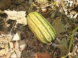 Delicata is ready to harvest roughly 100 days after planting, once the white rind becomes hard and turns beige and an orange hue appears on the squash. Gardenerd Organic Edible Gardening Harvesting Delicata