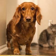 Best poodle mixes for apartments and small spaces: Golden Dox 101 What You Need To Know Before Getting One Animalso