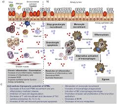 Towards Targeting Resolution Pathways Of Airway Inflammation In Asthma Sciencedirect