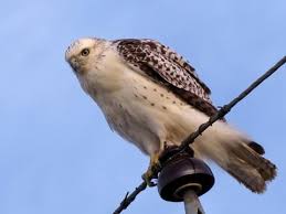 Red tail hawk in winter setting. Red Tailed Hawk Identification All About Birds Cornell Lab Of Ornithology