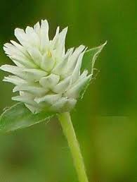 Image result for Gomphrena celosioides