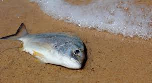 Arti mimpi menangkap ikan hias. Mimpi Tentang Ikan Hidup Dan Mati Ikan Mati Hidup