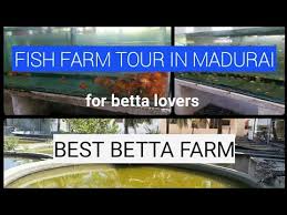 Fish Farming Tour In Madurai Ornamental Fish Form Visit Arowana Flowerhorn Guppy Part 2 Youtube