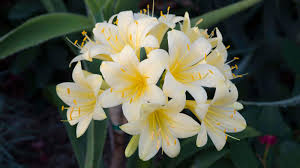 Image result for Clivia miniata