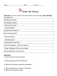 Digestion, absorption of glucose into bloodstream, deliver glu… mitochondria. Animal Cell Coloring Revised