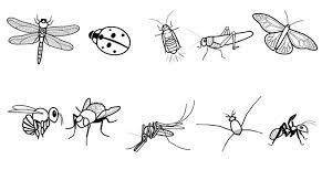 Insectos Dibujo Para Colorear E Imprimir Insectos Animados Insectos Imagenes De Insectos