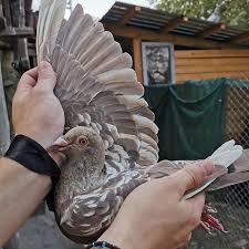 Pin By Alperkara36 On Guvercin Racing Pigeons Pigeon Pictures Homing Pigeons