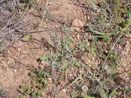 Image result for Sisymbrium orientale