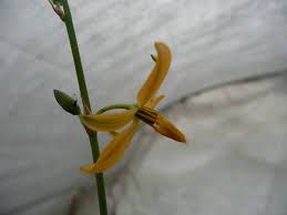 Image result for Anthericaceae