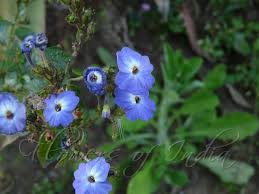 Image result for Browallia americana