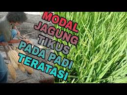 Ada sejumlah cara untuk mengusir hama tikus . Cara Mengatasi Hama Tikus Pada Tanaman Padi Sawah Sederhana Bermodalkan Jagung Youtube