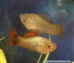 Schedule a delivery date online! What To Feed Your Platy Fish Easy Care Aquariums
