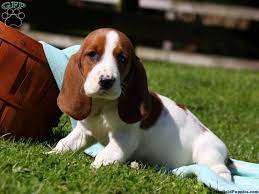 Basset Hound Puppies For Sale Greenfield Puppies Hound Puppies Basset Hound Puppy Basset Hound