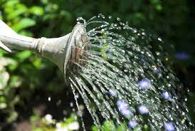 Maybe you would like to learn more about one of these? How To Water Plants In Summer